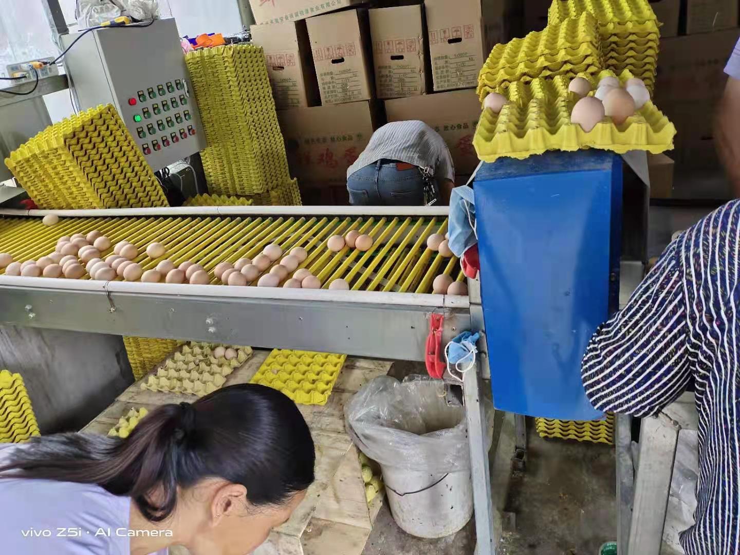 籠養雞需要什么環境條件？
